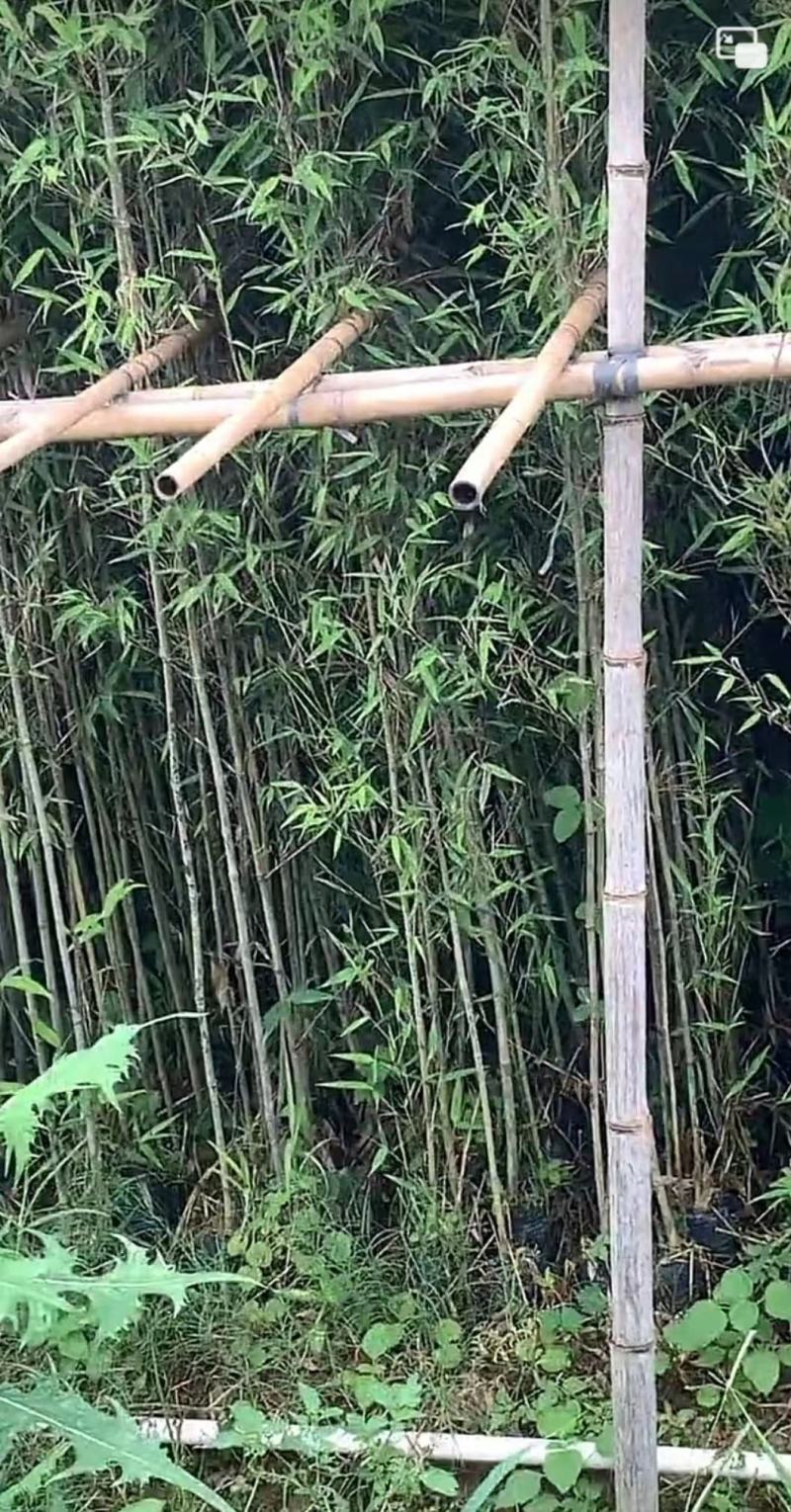 琴丝竹四季常青庭院竹子苗青竹苗紫竹苗金镶玉竹子室