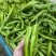 【大卖】青皮尖椒大量上市了价格美丽货源充足品质保证
