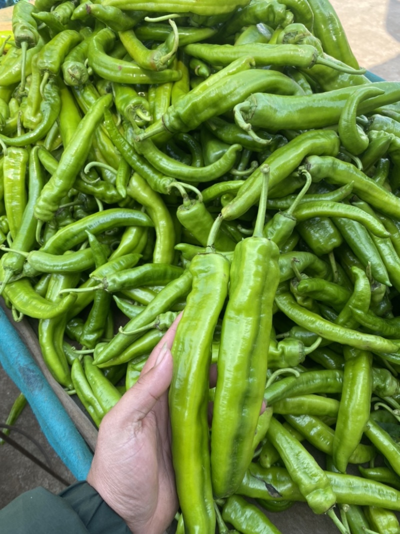 【大卖】青皮尖椒大量上市了价格美丽货源充足品质保证