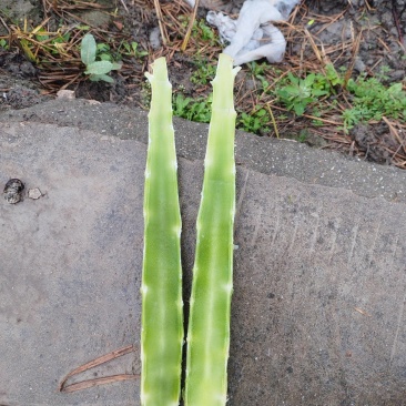 福建莴苣杆子，青皮青肉