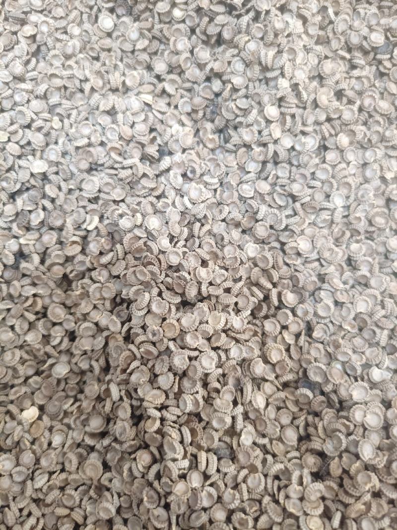 精品粉防己种子