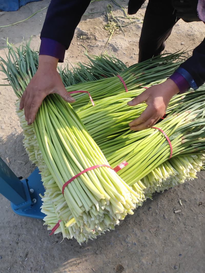 蒜苔~红帽精品，苔长30公分左右，供电商、市场，生鲜配送