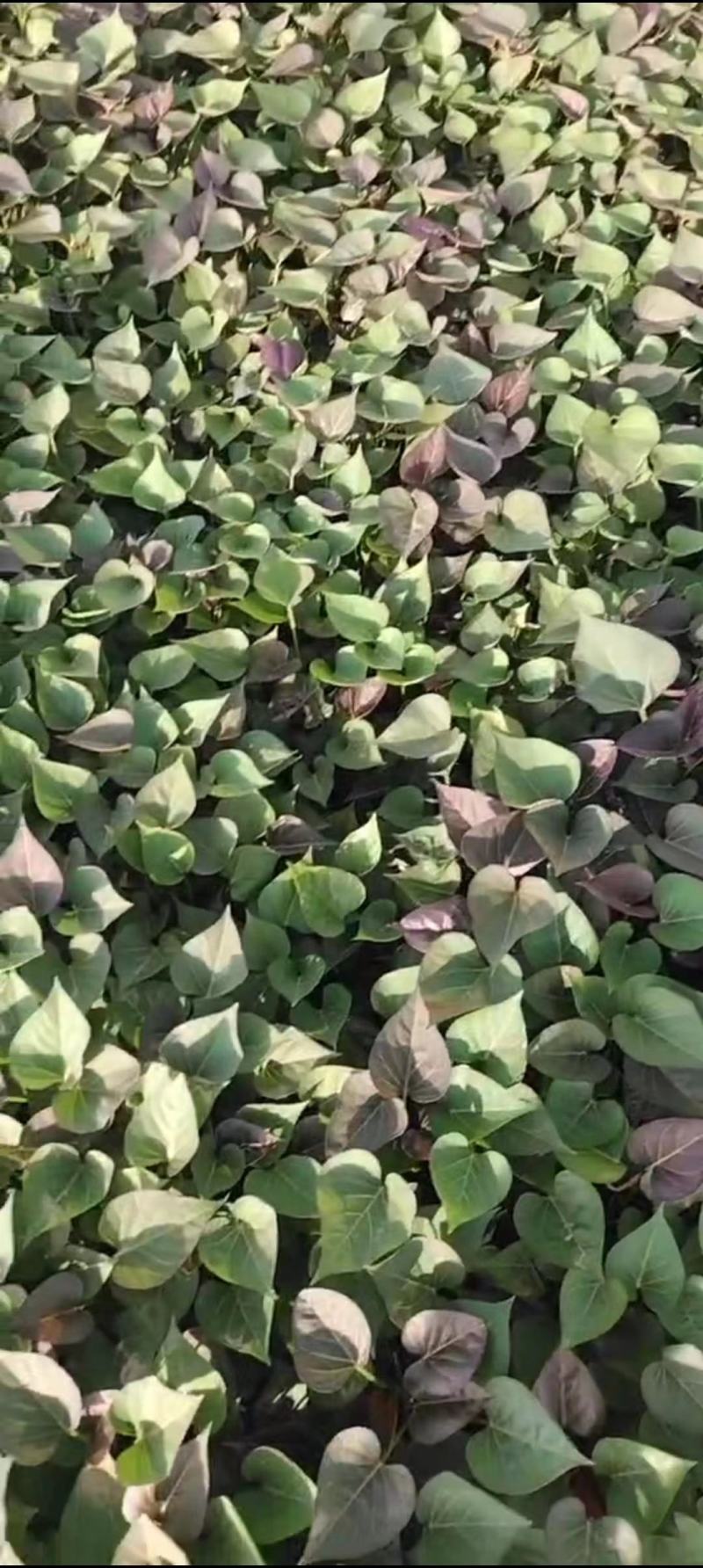 【接受预订】西瓜红红薯苗，基地货源规格多样，欢迎电联
