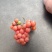 精品粉防己种子