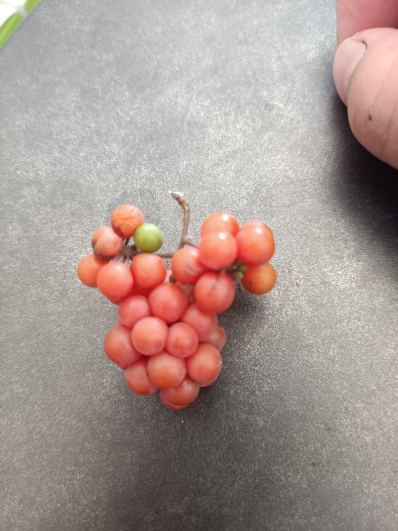 精品粉防己种子