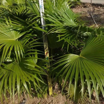 蒲葵1-6米基地大量种植供应