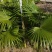 蒲葵1-6米基地大量种植供应