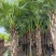 蒲葵1-6米基地大量种植供应