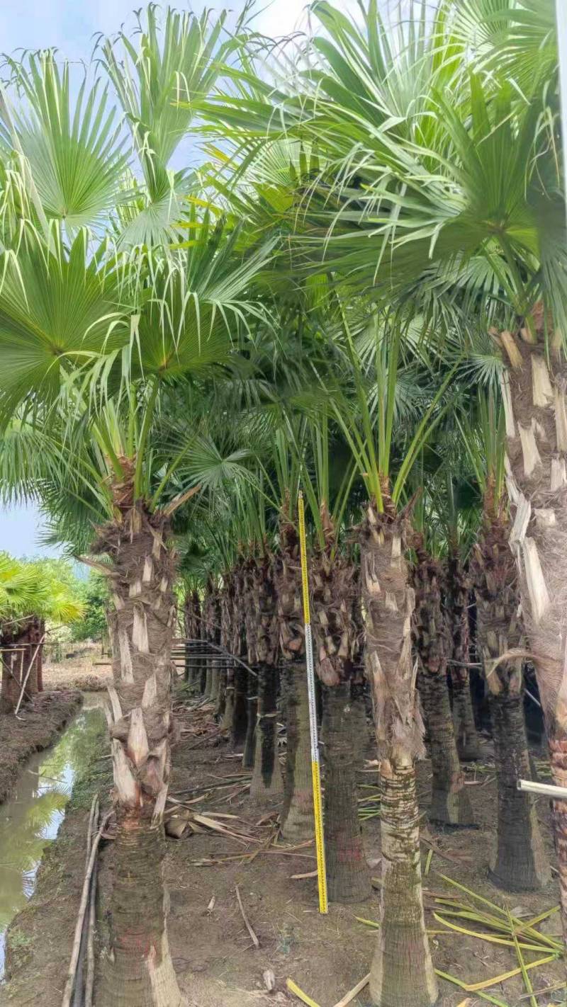 蒲葵1-6米基地大量种植供应