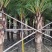 蒲葵1-6米基地大量种植供应