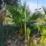 蒲葵1-6米基地大量种植供应