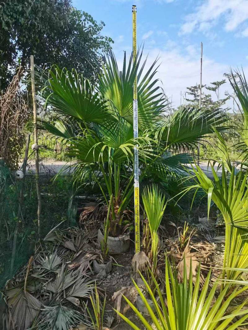 蒲葵1-6米基地大量种植供应