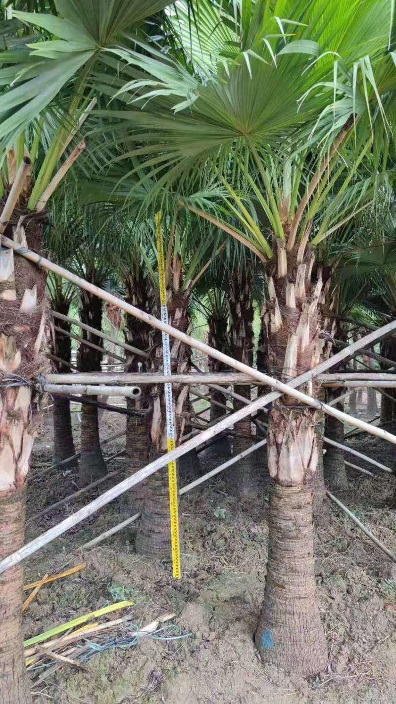 蒲葵1-6米基地大量种植供应