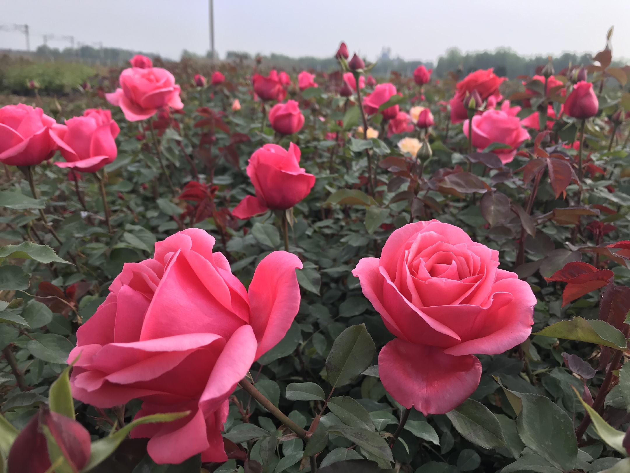 大花月季四季开花对比图