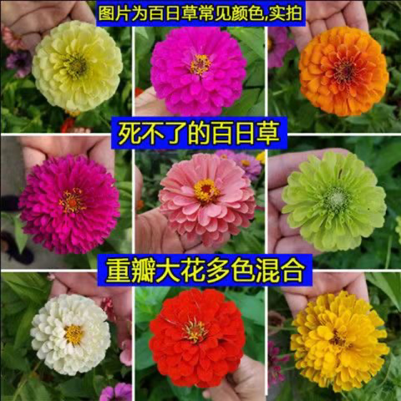 百日草种子混色百日菊花种籽子四季播种易种开花庭院阳台盆栽