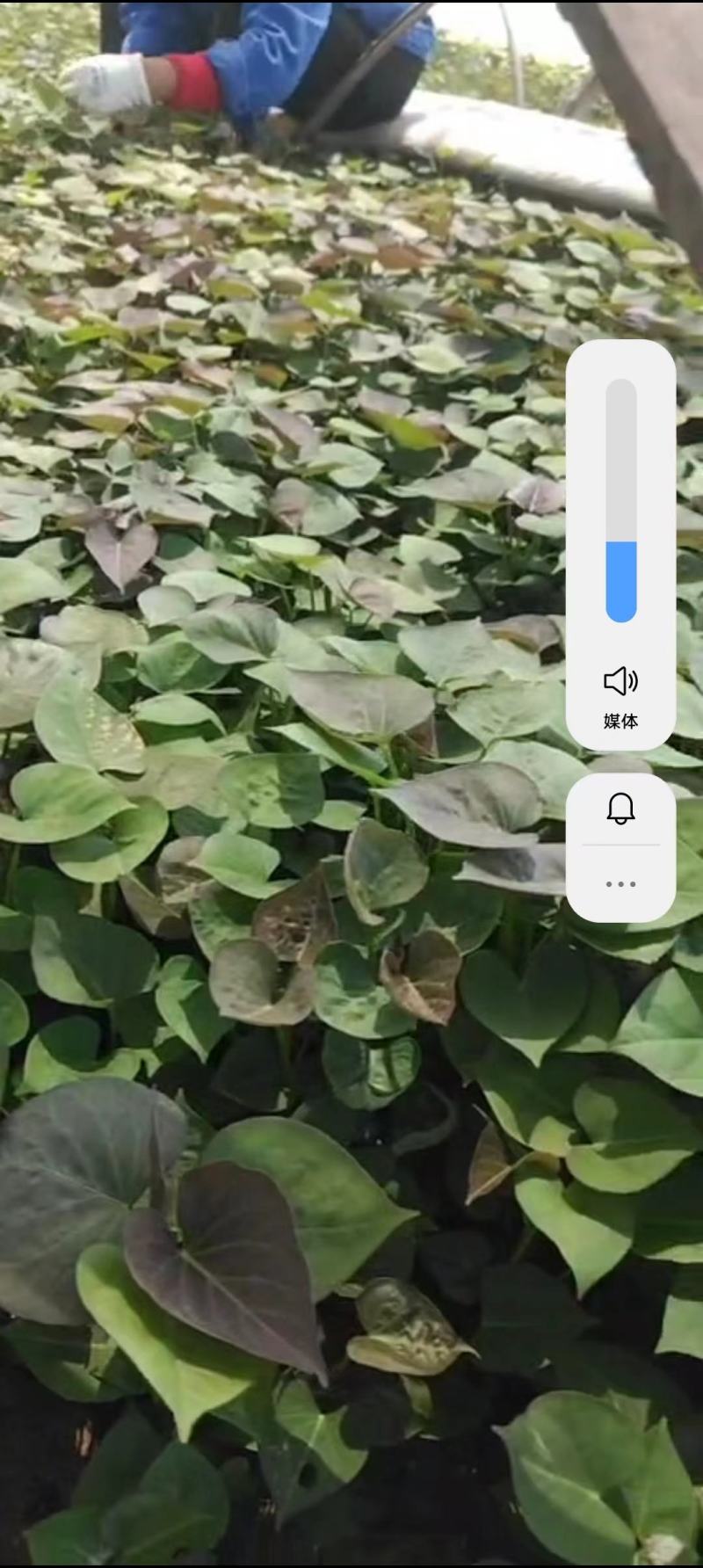 【现货速发】烟薯苗，基地直供质量保障，货源充足电联