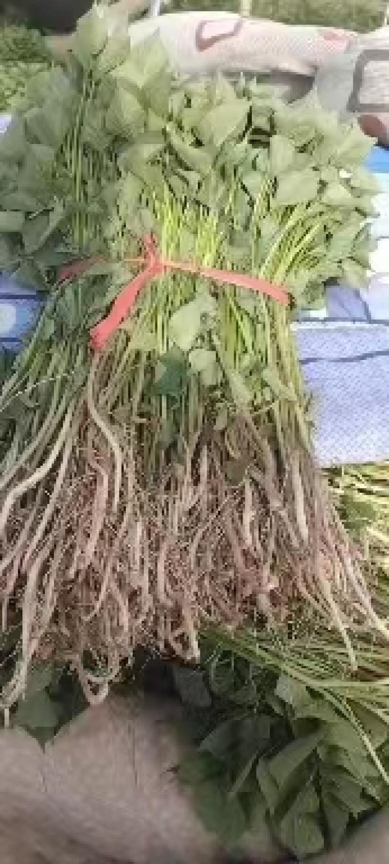【品种规格多样】商薯苗，商薯19苗济薯26苗，哈密电联