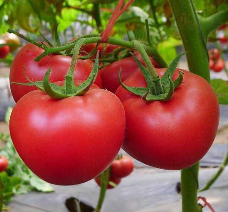 德贝利西红柿苗西红柿苗硬粉番茄苗德贝利番茄苗免费技术指导