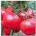德贝利西红柿苗西红柿苗硬粉番茄苗德贝利番茄苗免费技术指导