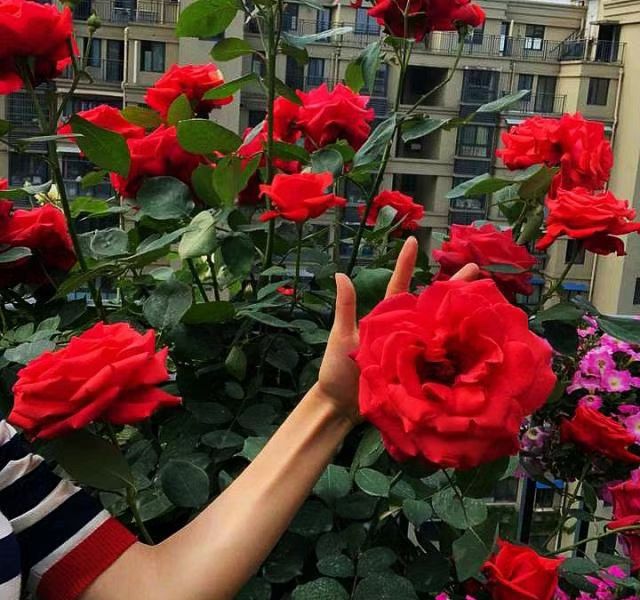 东南亚雏菊花朵特写