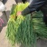 蒜苔红帽，苔长55公分左右，质量保证、产地直销、代发全国