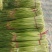 蒜苔红帽，苔长55公分左右，质量保证、产地直销、代发全国
