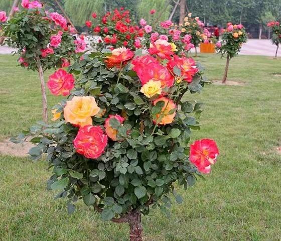 树壮月季花型展示