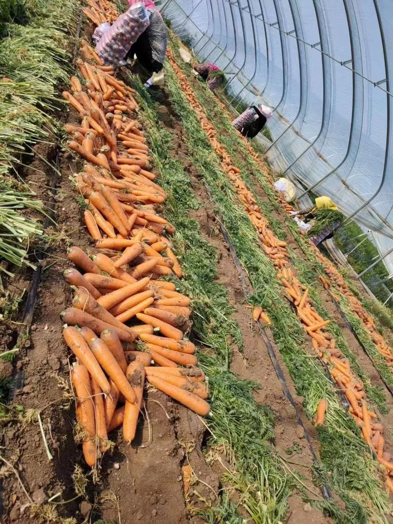 山东三红胡萝卜产地一手货源品质保证实力代办全国发货