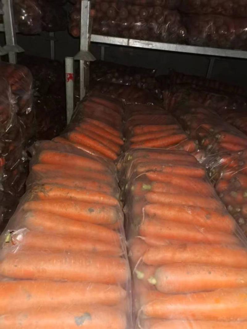 山东三红胡萝卜产地一手货源品质保证实力代办全国发货