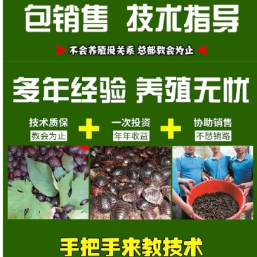 包销售包技术多年养殖经验养殖无忧手把手来厂家学技