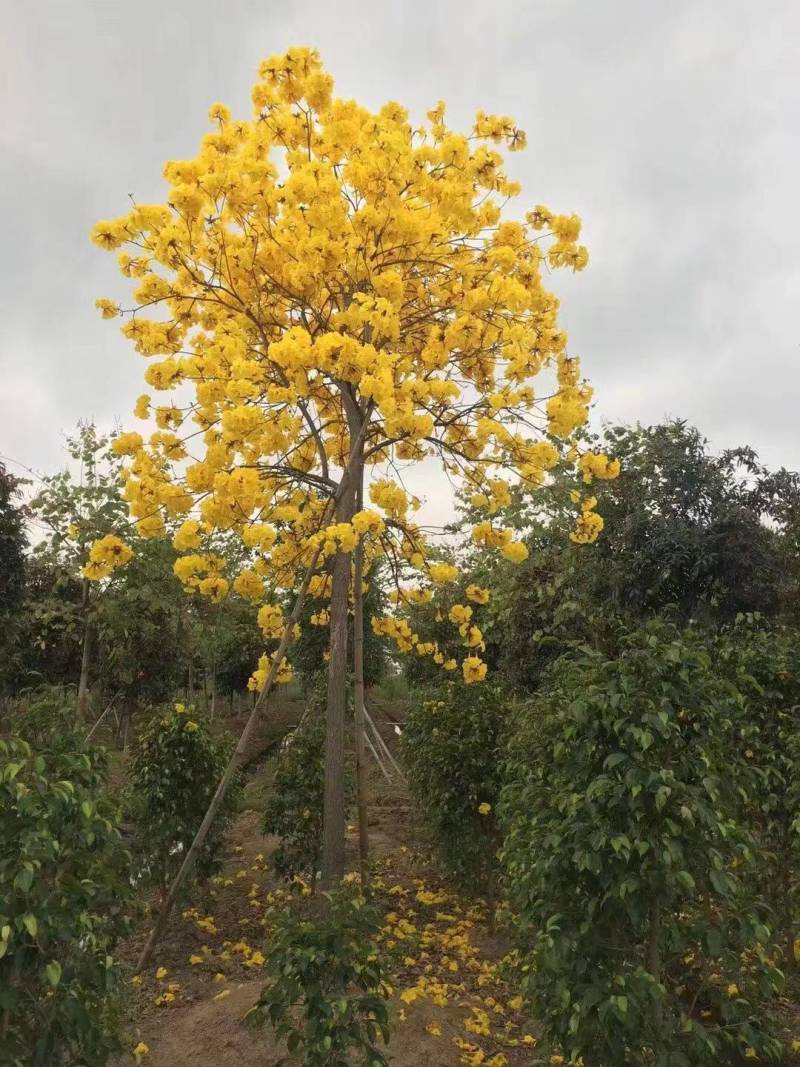 多花黄花风铃木