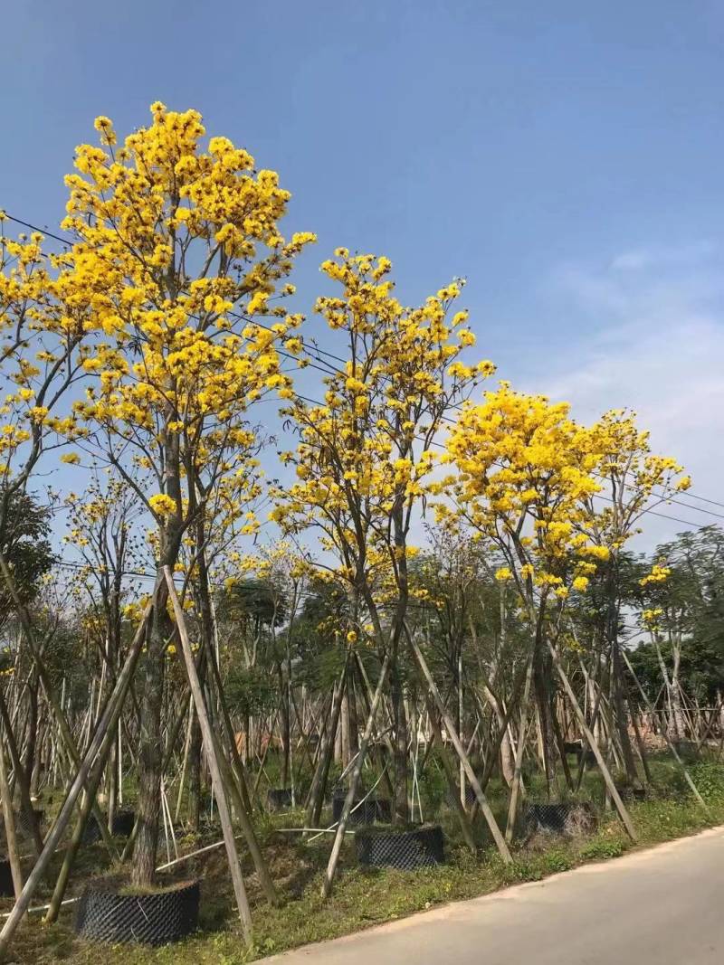 多花黄花风铃木