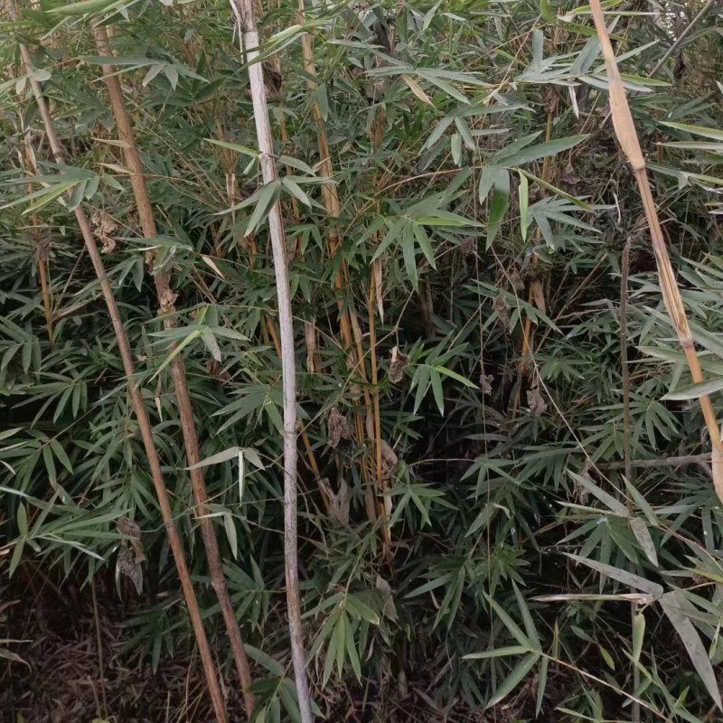 成都郫县温江琴丝竹基地80-3米高度，货源充足