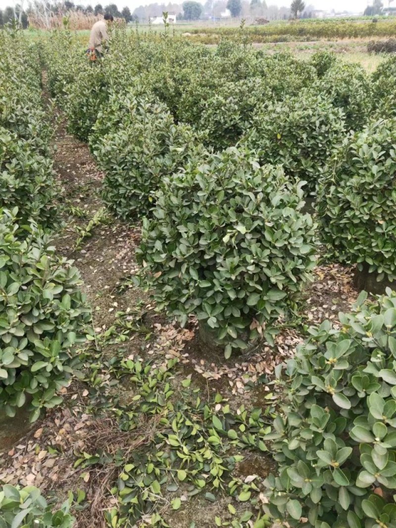 大叶黄杨球袋苗成都基地出售，一手货源，货源充足