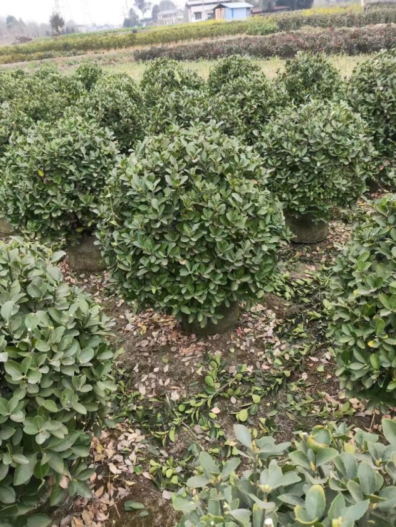 大叶黄杨球袋苗成都基地出售，一手货源，货源充足