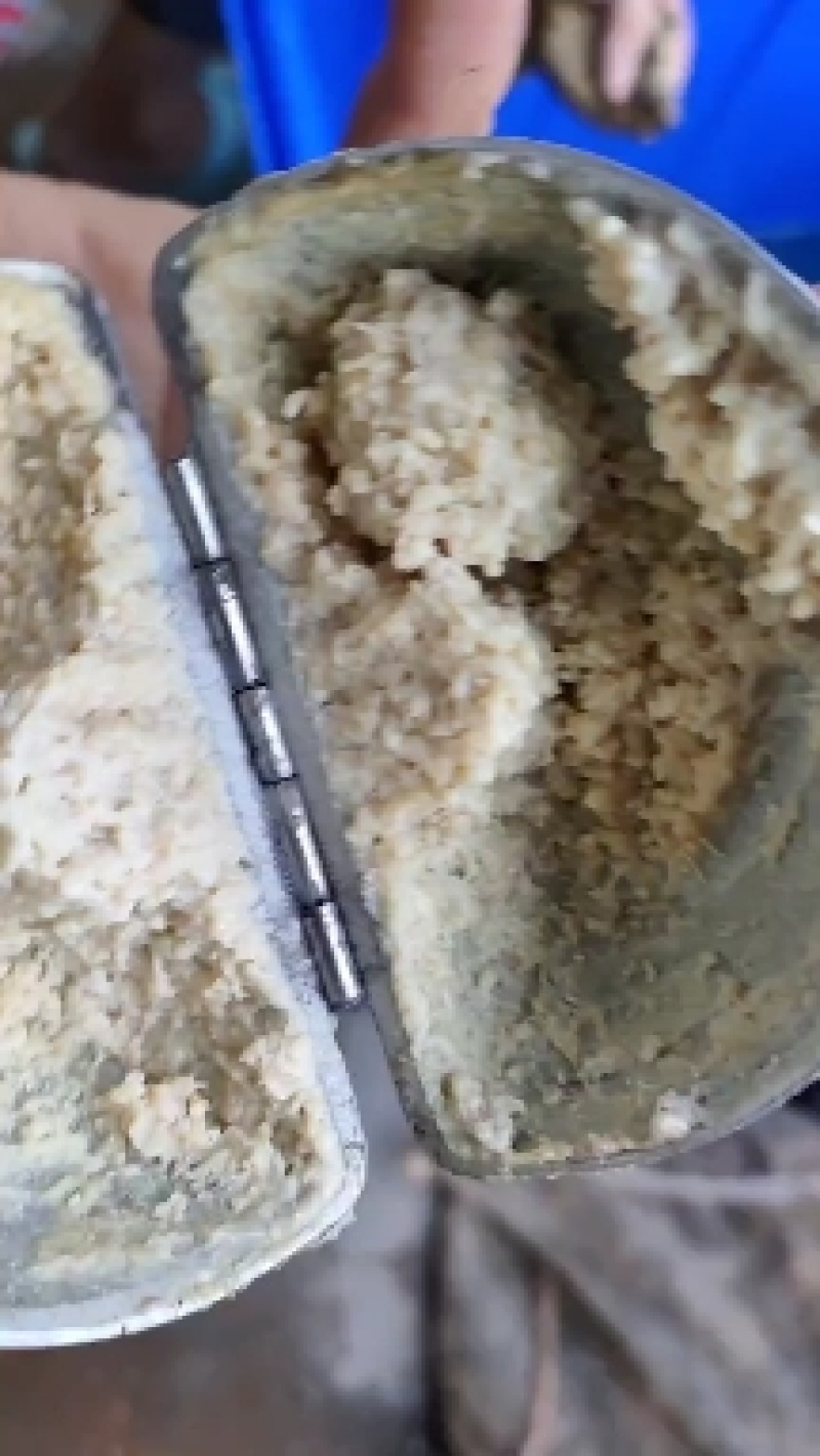 活体蟾蜍收购加工销售一体（要求有合法手续）