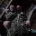 活体蟾蜍收购加工销售一体（要求有合法手续）