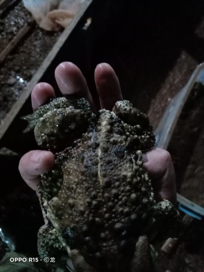 活体蟾蜍收购加工销售一体（要求有合法手续）