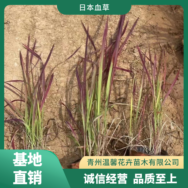 日本血草