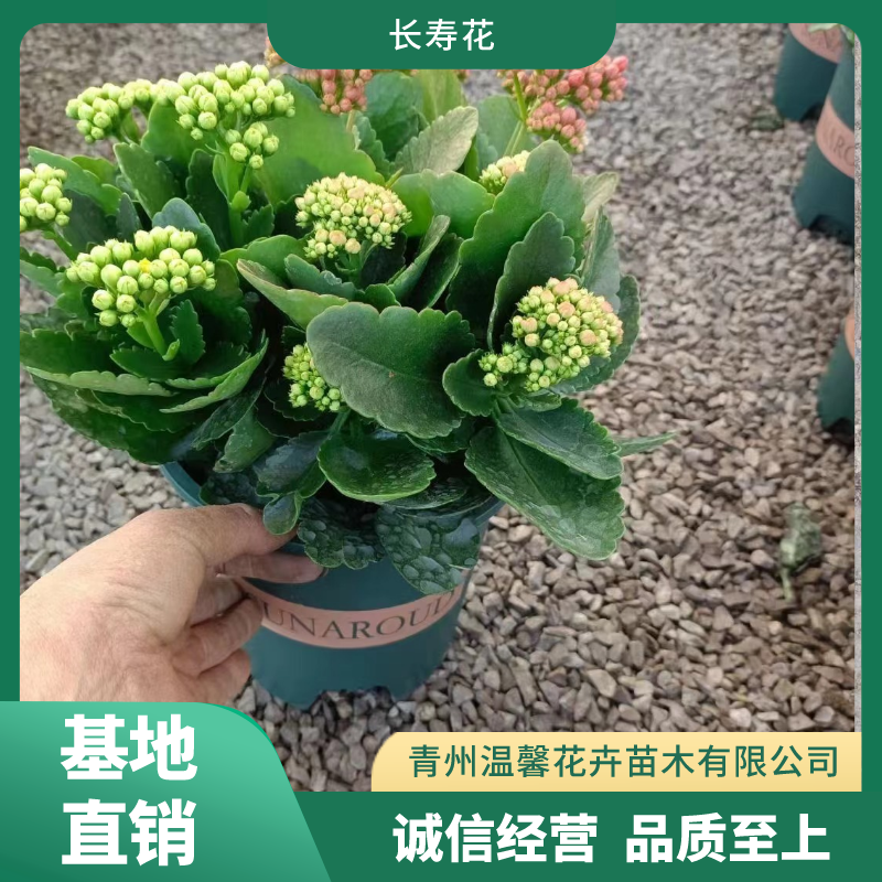 长寿花