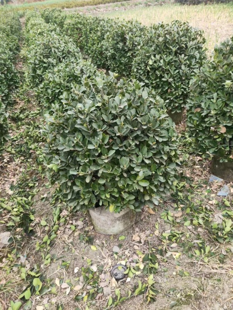 大叶黄杨球袋苗成都基地出售，一手货源，货源充足