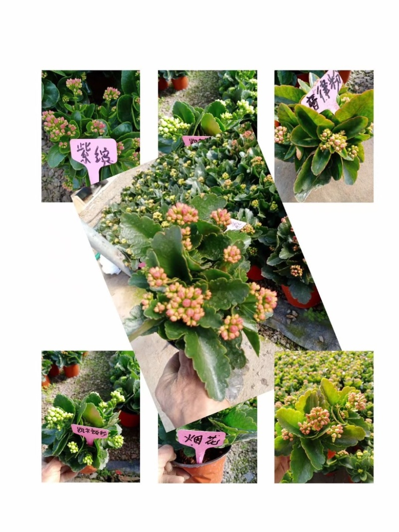 长寿花