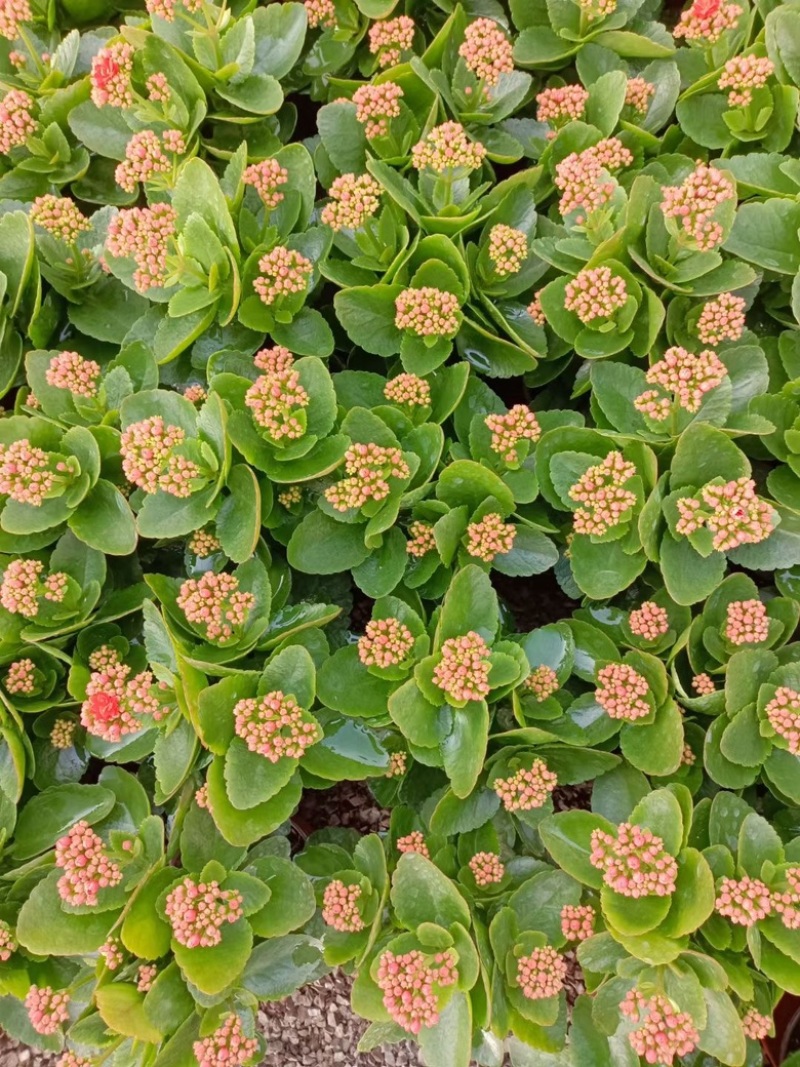 长寿花