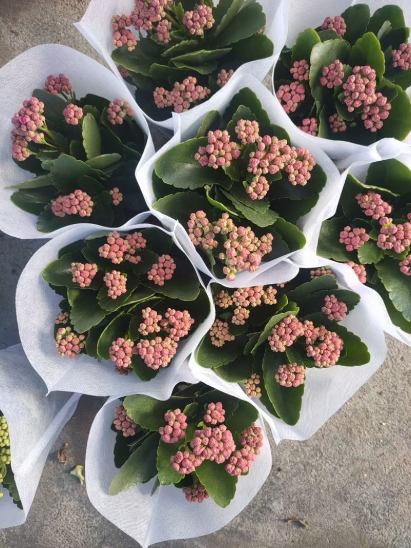 长寿花