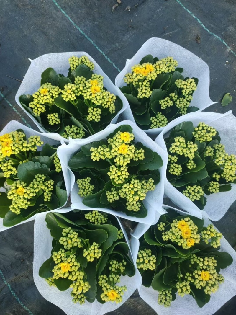长寿花