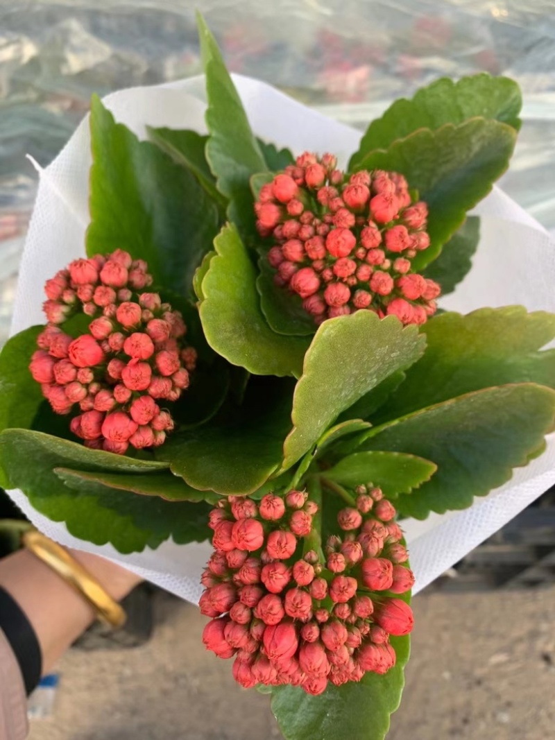 长寿花