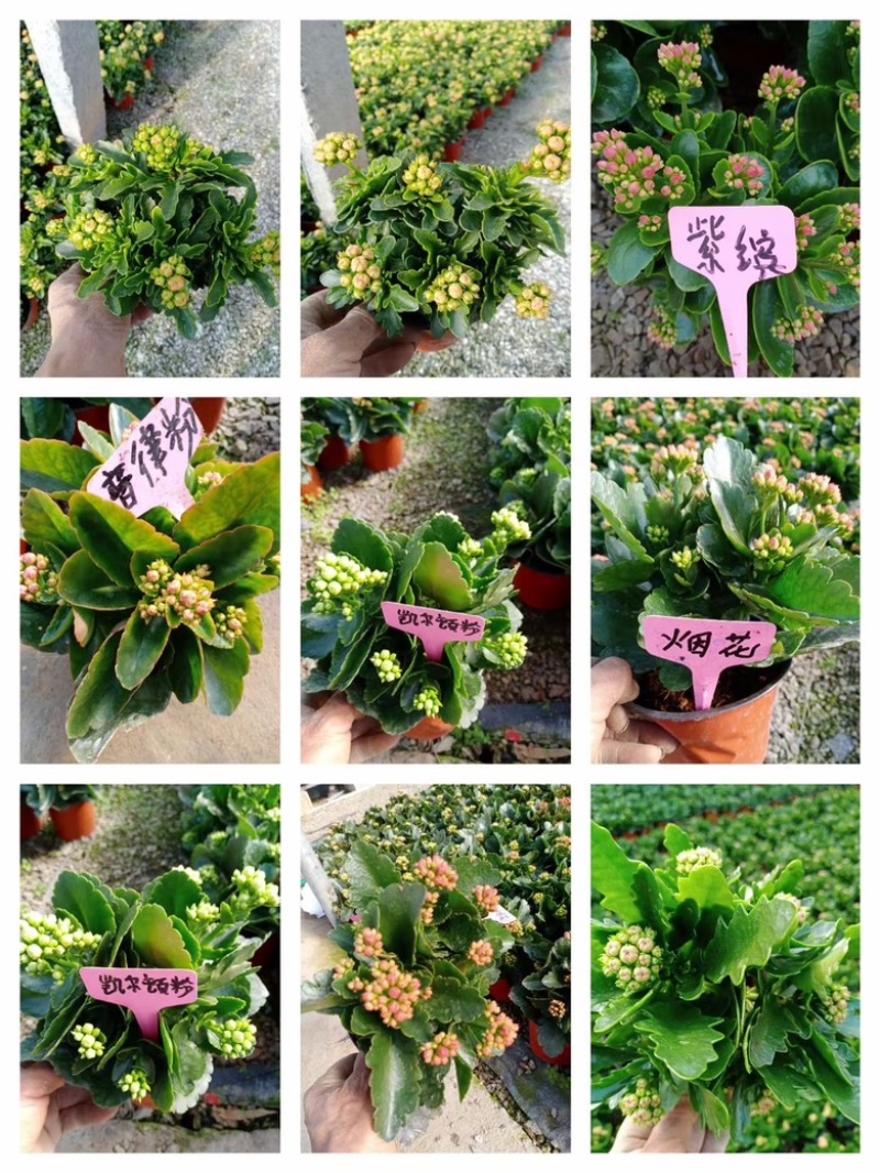 长寿花