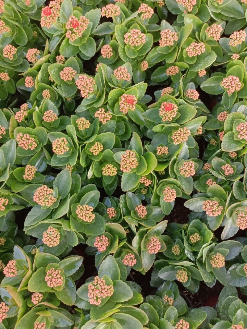 长寿花