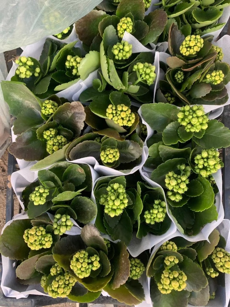 长寿花