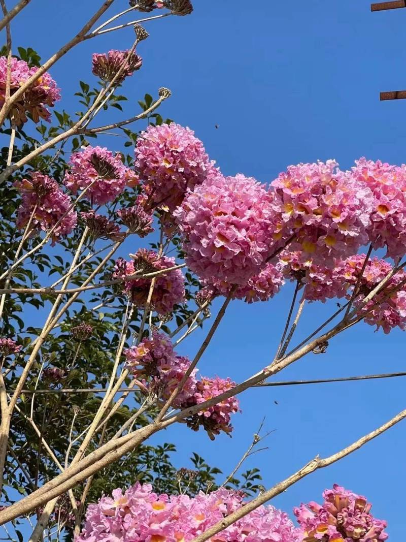 紫花风铃木